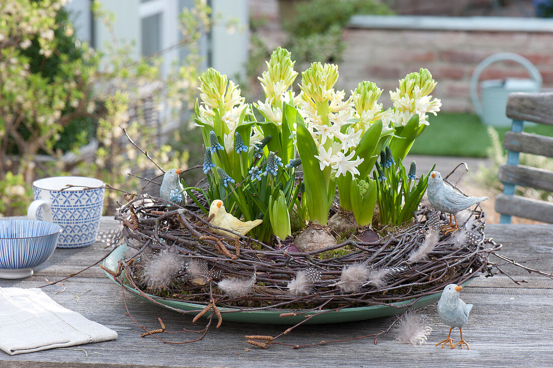 Hyacinthus orientalis ( Hyazinthen ) und Muscari aucheri ( Traubenhyazinthen