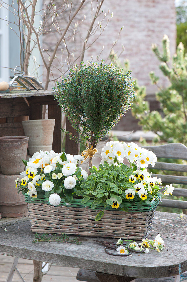 Basket with Primula, Thymus vulgaris stems