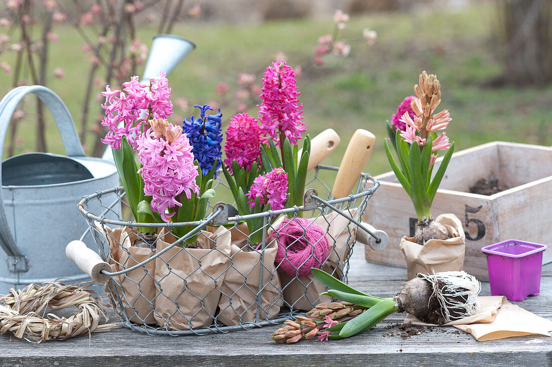 Hyacinthus 'Pink Pearl', 'Jan Bos', 'Delft Blue' in paper