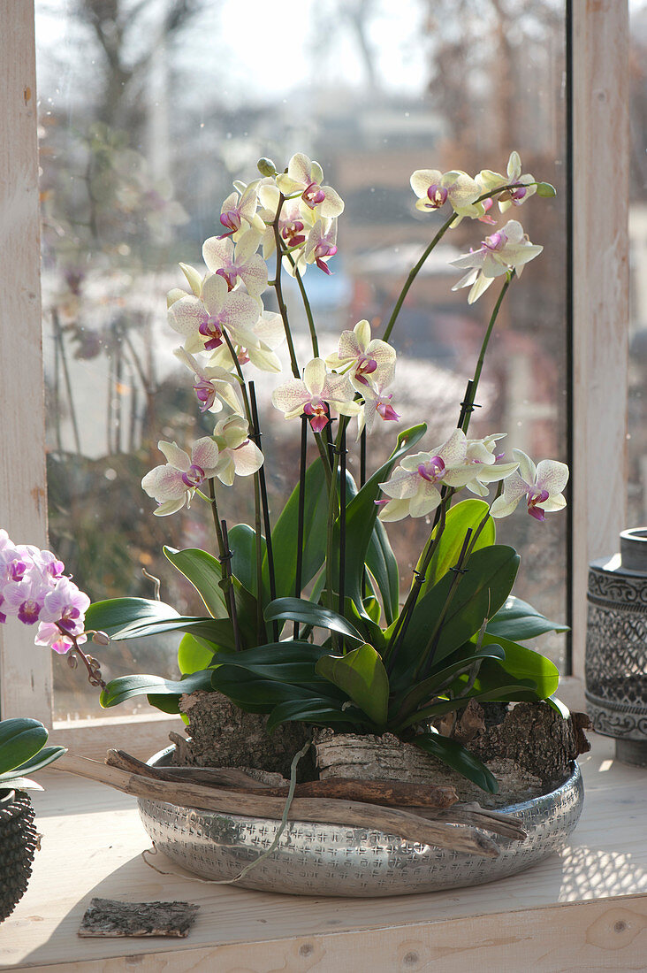 Phalaenopsis ( Malayenblume, Schmetterlingsorchidee, Nachtfalter-Orchidee )