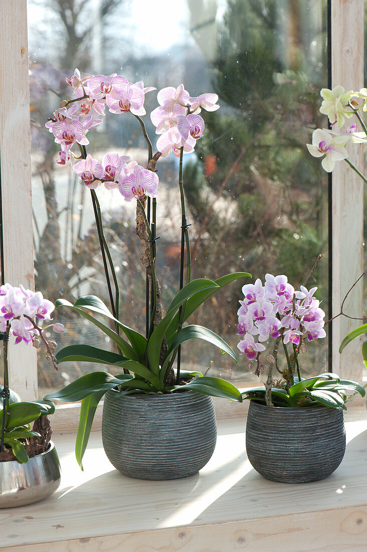 Phalaenopsis ( Malayenblume, Schmetterlingsorchidee, Nachtfalter-Orchidee )