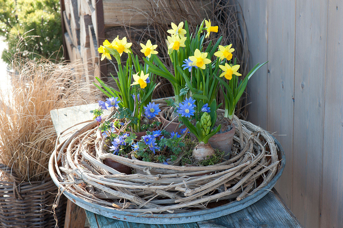 Töpfe mit Narcissus 'Tete a Tete' ( Narzissen ), Anemone blanda