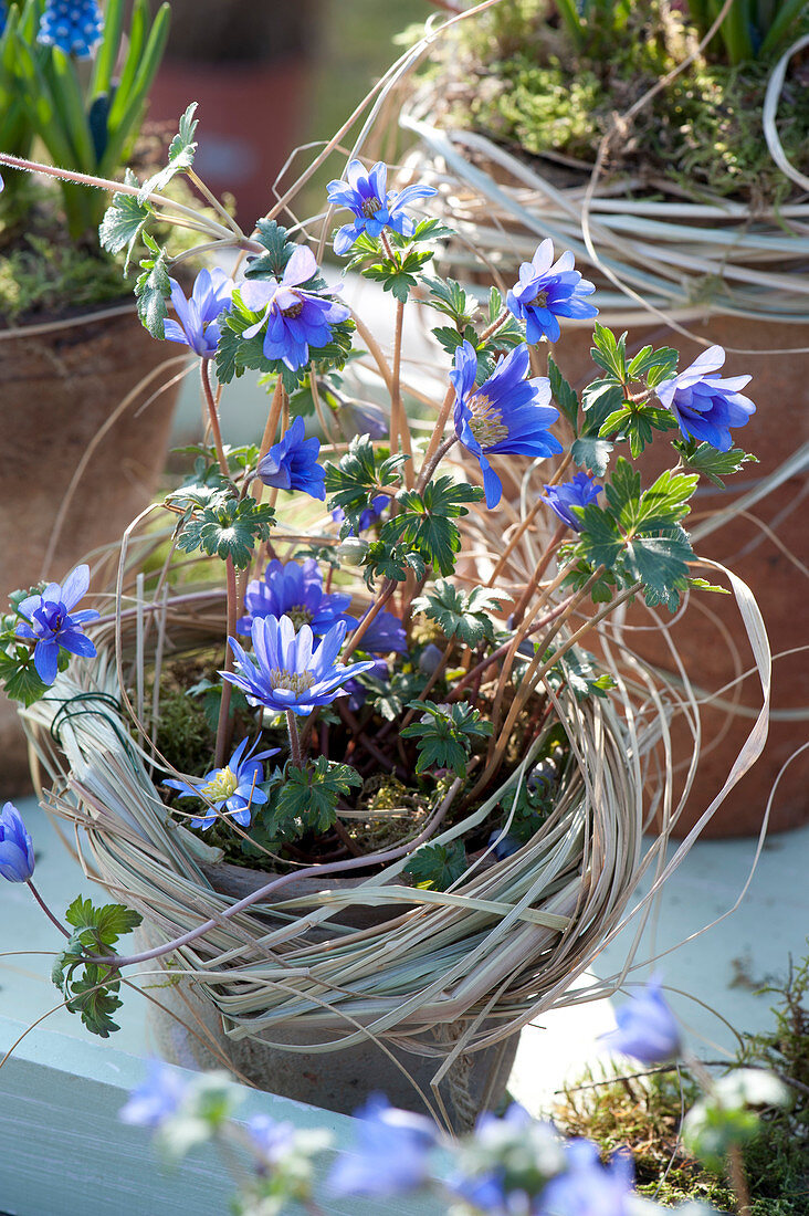 Anemone blanda ( Frühlings-Anemone ) mit Kränzchen aus Gras