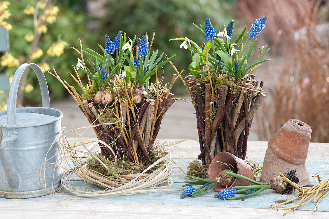 Körbe aus Zweigen bepflanzt mit Muscari ( Traubenhyazinthen ) und Galanthus