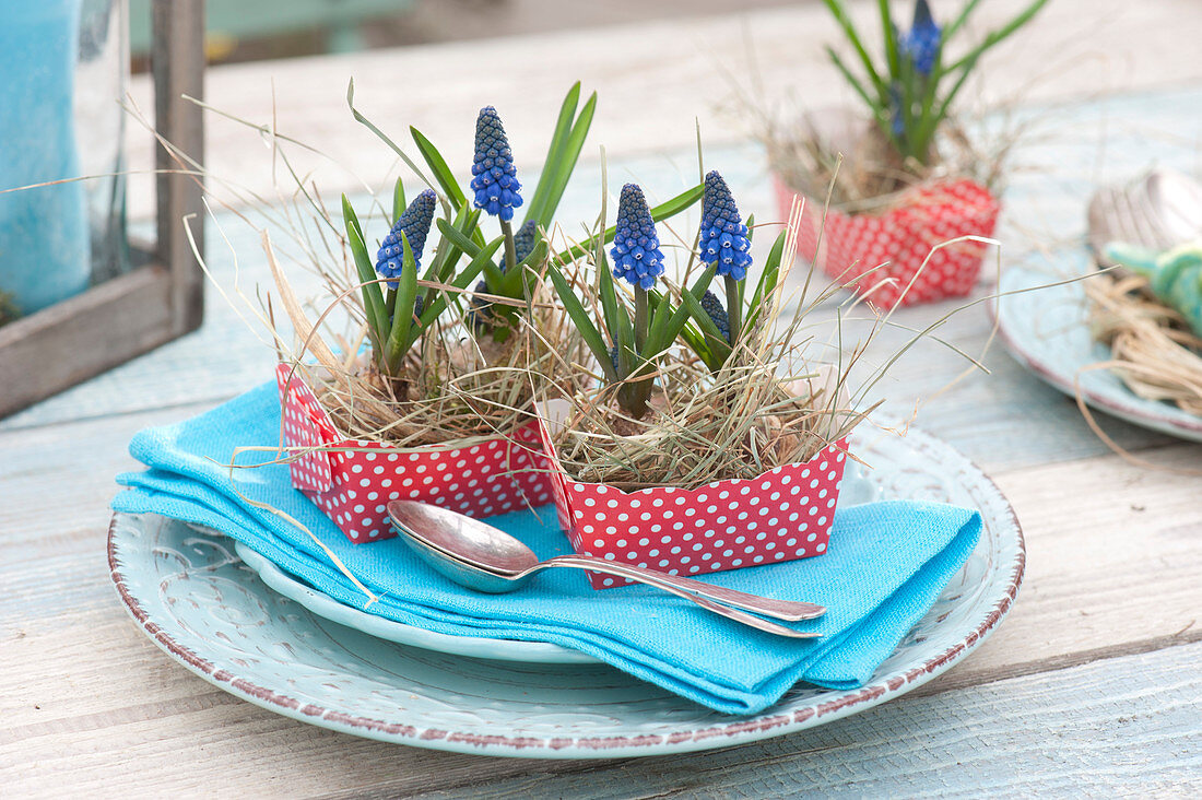 Muscari armeniacum (grape hyacinth) with hay in red and white