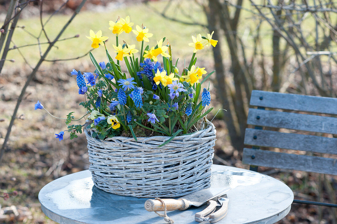 Blau-gelber Frühlingskorb : Narcissus 'Tete a Tete' ( Narzissen ), Muscari