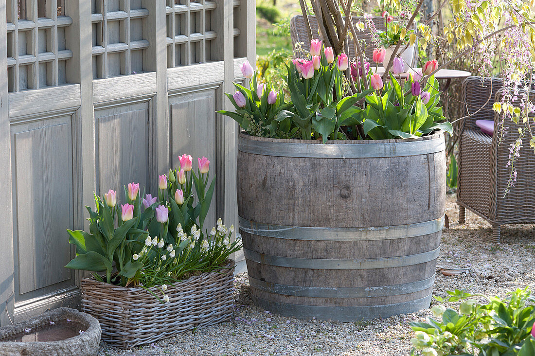 Wooden barrel and basket planted with Tulipa (tulip) and Muscari