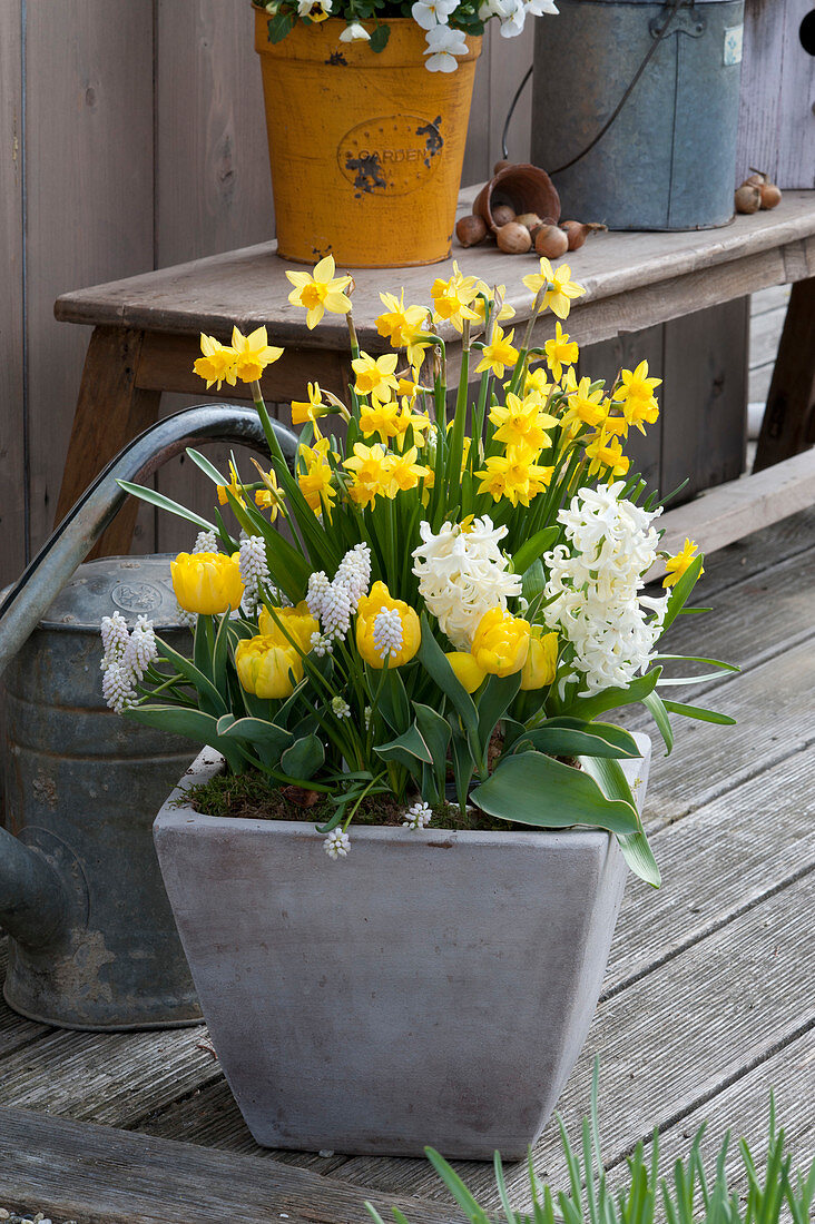 Frühlingsterrasse mit Narcissus 'Tete a Tete' ( Narzissen ), Tulipa 'Calimero'
