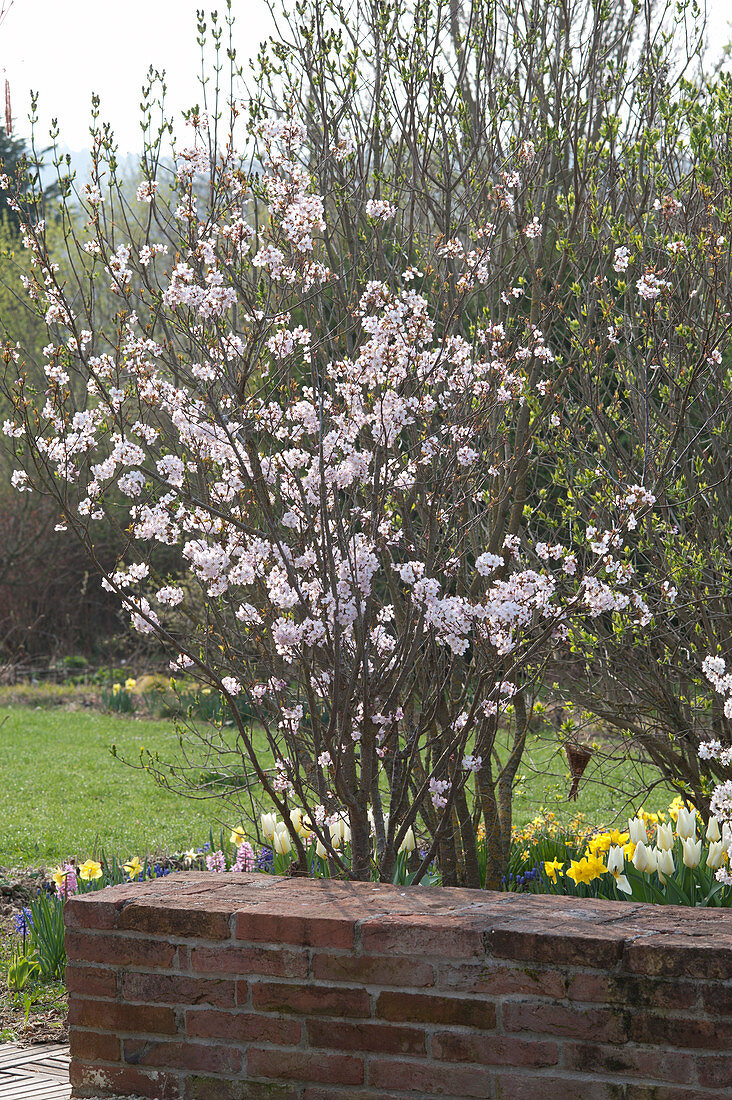 Prunus kurilensis ( Kurilenkirsche ) im Frühlingsbeet hinter Gartenmauer