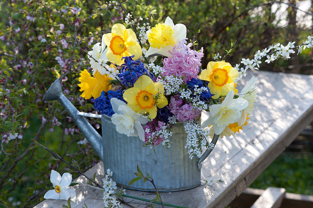 Colorful spring bouquet in zinc watering can, Narcissus, Spiraea