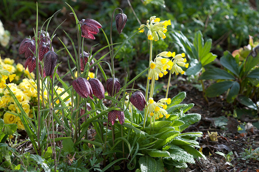 Primula veris ( Schlüsselblumen, Himmelsschlüssel ) und Fritillaria meleagris