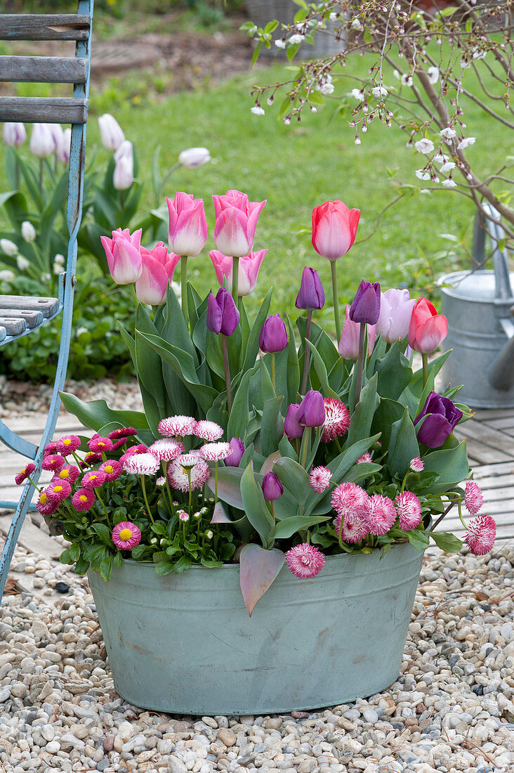 Tulipa 'Akela', 'Purple Prince' and Bellis