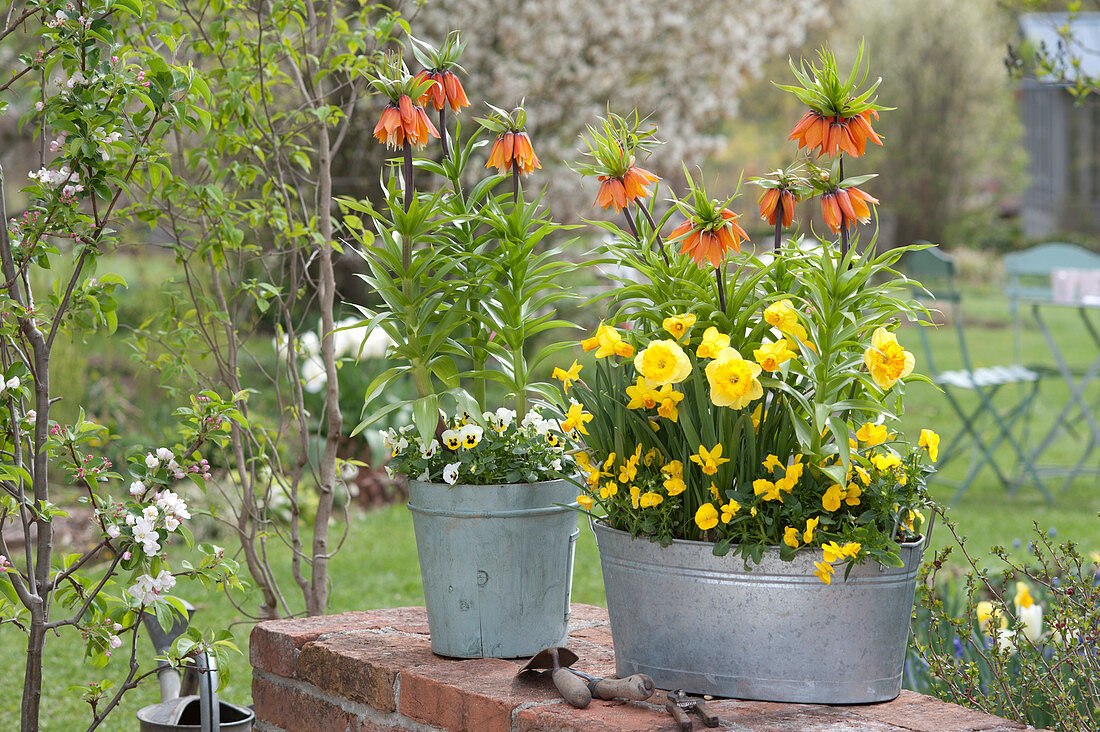 Fritillaria imperialis 'Aurora' ( Kaiserkronen ), Narcissus 'Jetfire' 'Signor'