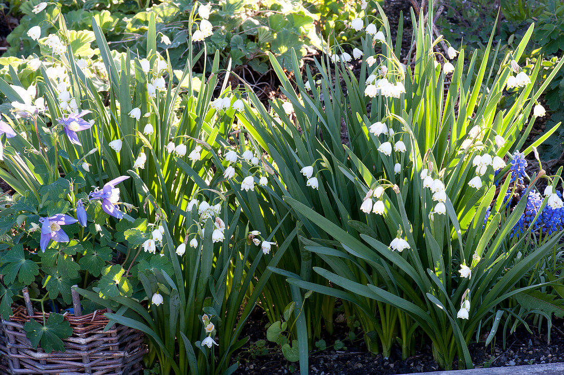 Leucojum vernum ( Märzenbecher, Frühlings-Knotenblume ), Muscari