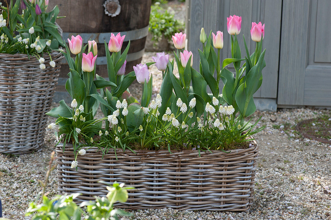 Korbkasten mit Tulipa 'Akela' ( Tulpen ) und Muscari aucheri 'White Magic'