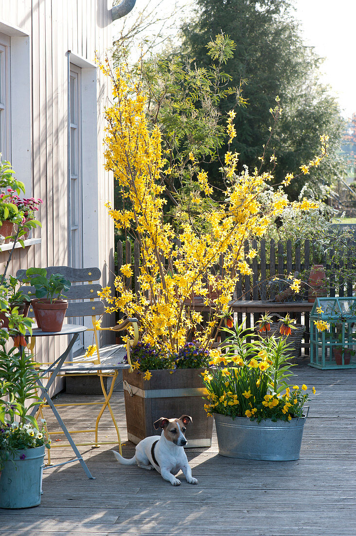 Forsythia 'Lynwood Gold' ( Goldglöckchen ), Fritillaria imperialis