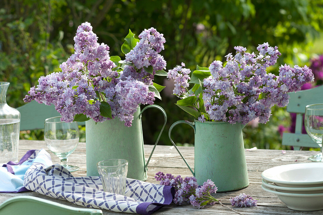 Bouquets of Syringa vulgaris 'Katherine Havemeyer' (lilac)