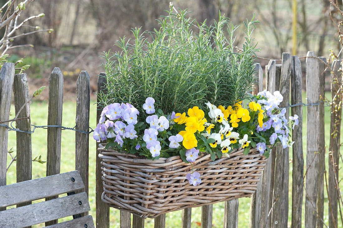 Basket box planted with viola cornuta and rosmarinus