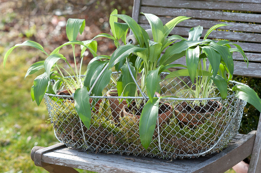 Wire basket with Allium ursinum in clay pots on chair in the garden