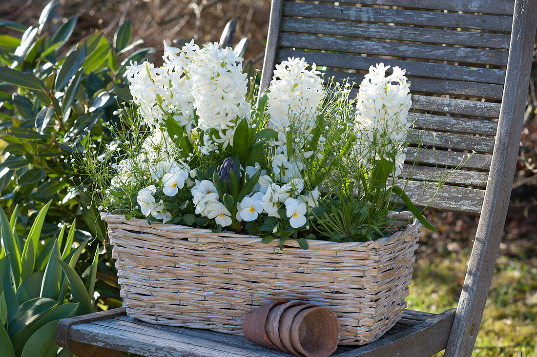 Hyacinthus 'White Pearl', Viola cornuta