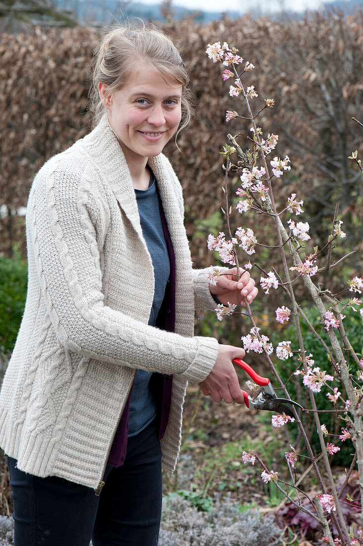 Frau schneidet Zweige von Viburnum bodnantense 'Dawn'