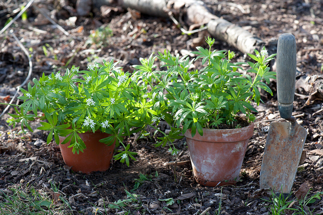 Galium odoratum (woodruff) in clay pots in the garden