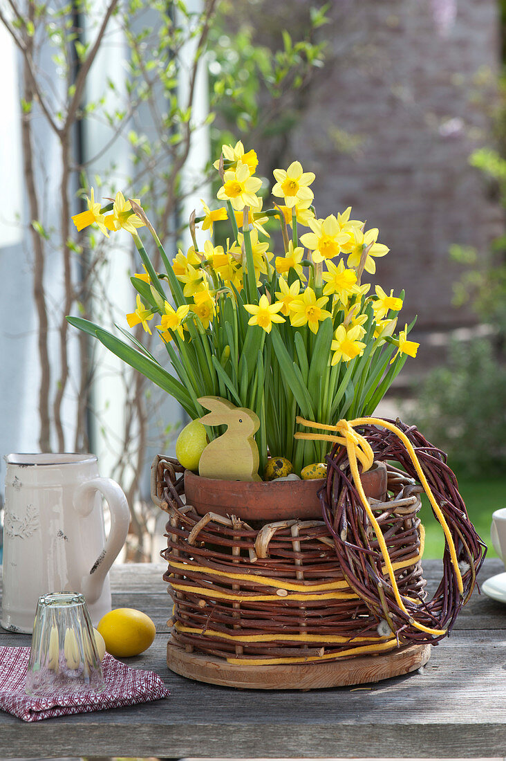 Narcissus 'Tete A Tete' in homemade twigs basket made