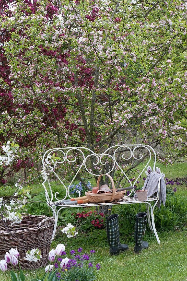 weiße Gartenbank vor Malus ( Zierapfel ), Beete mit Tulipa ( Tulpen )