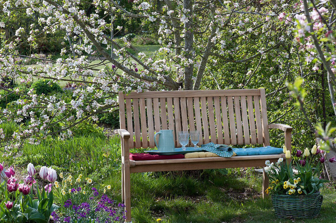 Wooden bench in front of Malus, basket planted with Tulipa, Narcissus