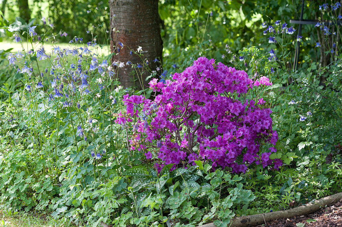 Rhododendron obtusum 'Königstein' ( Japanische Azalee ) und  Aquilegia