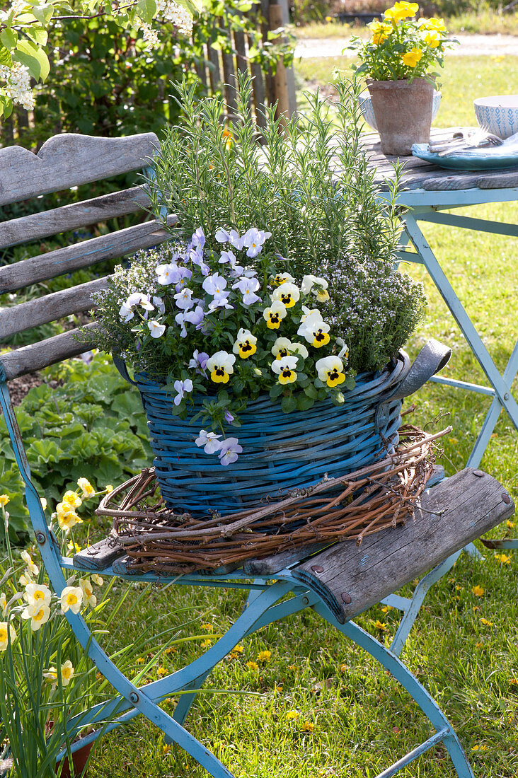 Blauer Korb mit Viola cornuta ( Hornveilchen ), Rosmarinus ( Rosmarin )