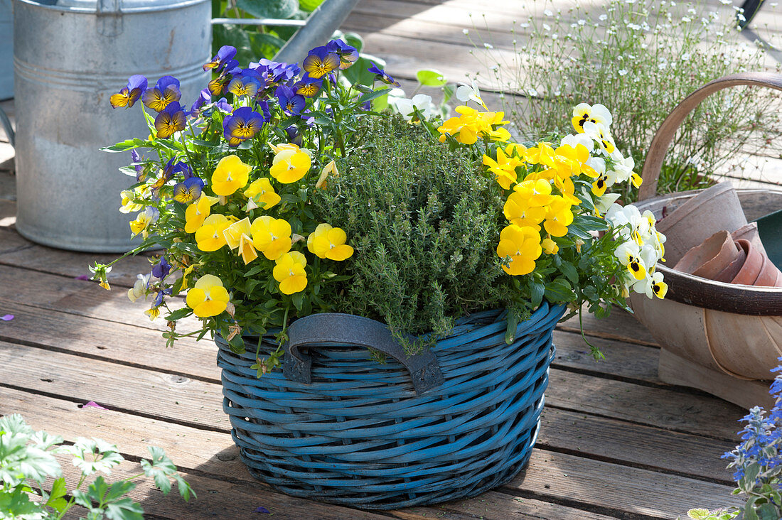 Blue basket with viola cornuta (horned violet) and thymus vulgaris