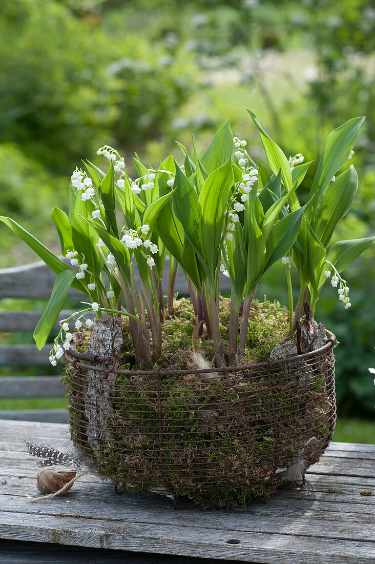 Wire basket planted with Convallaria majalis in moss and bark