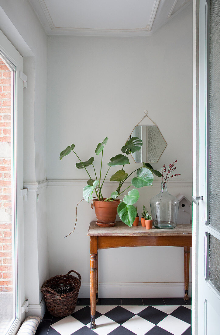Plant in terracotta pot on old wooden table on chequered floor