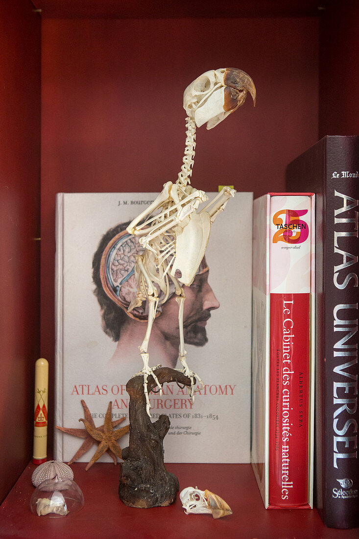 Präpariertes Skelett eines Vogels im Schaukasten mit Büchern
