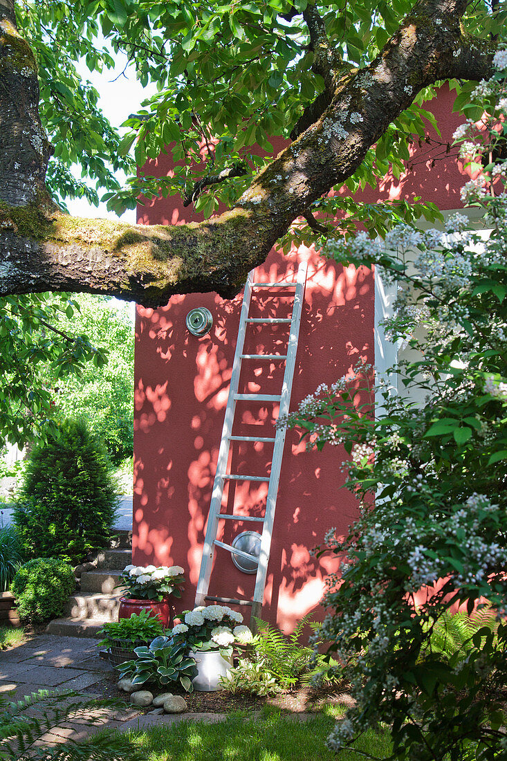 weiße Holzleiter lehnt an roter Hauswand im schattigen Garten