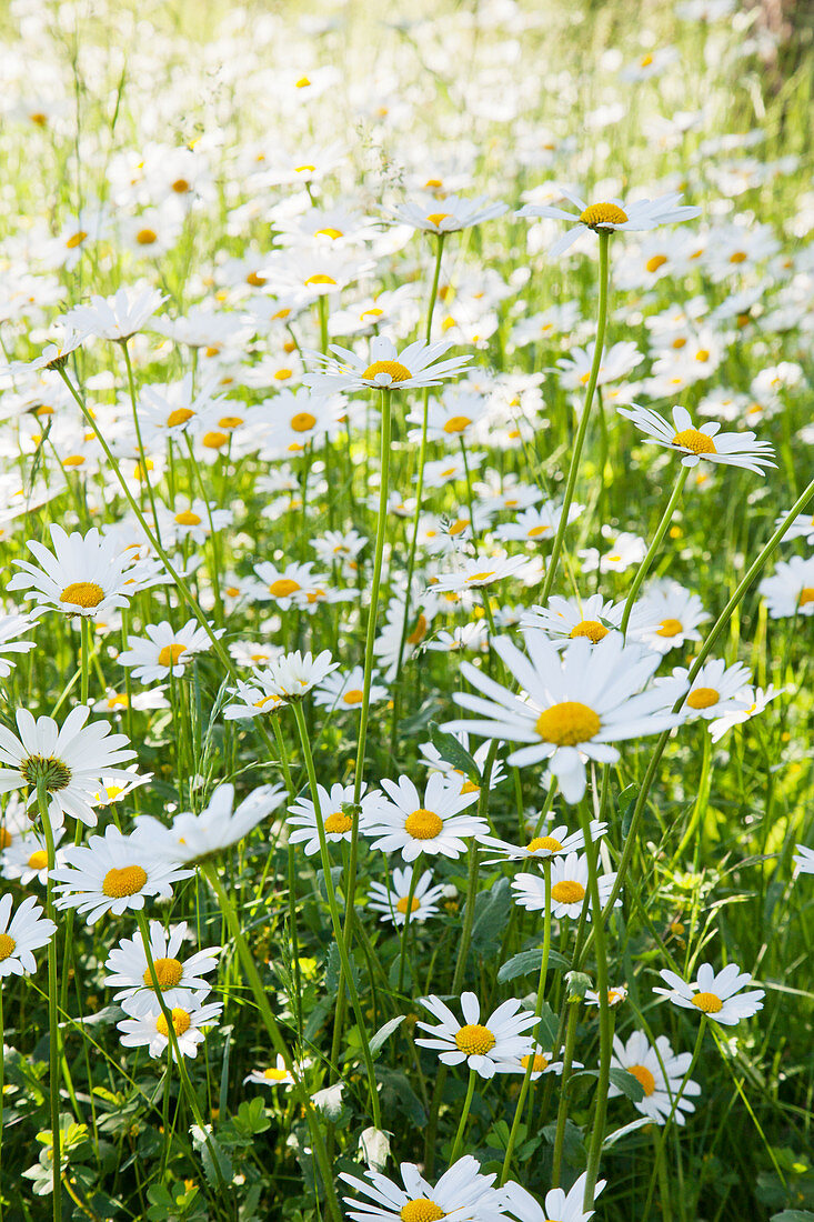 Ox-eye daisies in flowering meadow