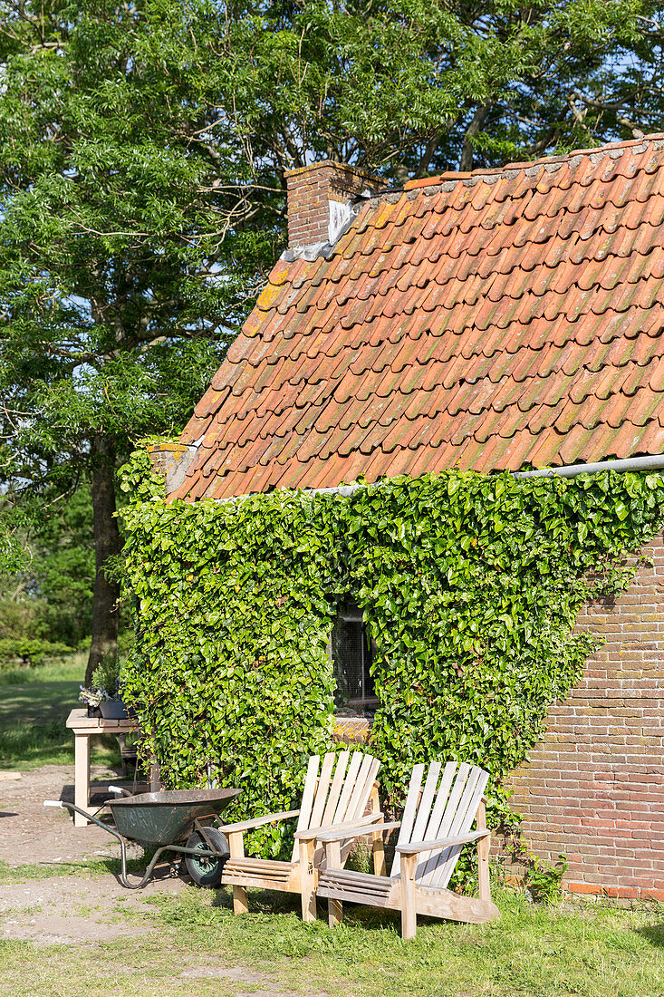 Two deckchairs against outside wall of brick house covered in ivy