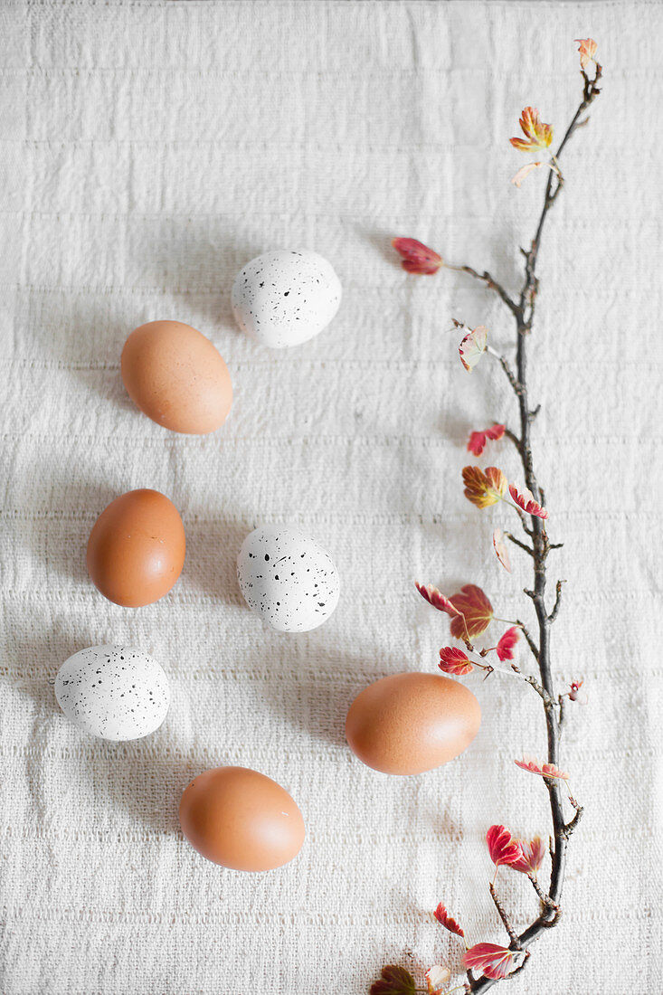 Brown eggs, white, speckled eggs and flowering branch on white cloth