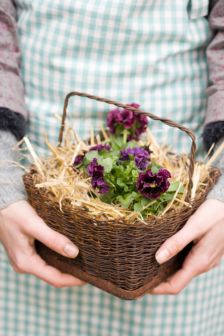 Hands holding basket containing straw and purple voilas