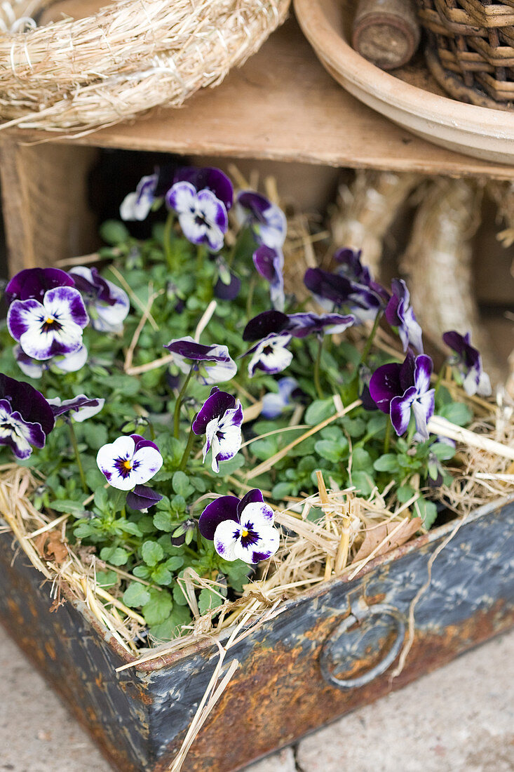 Purple violas and straw in old metal crate