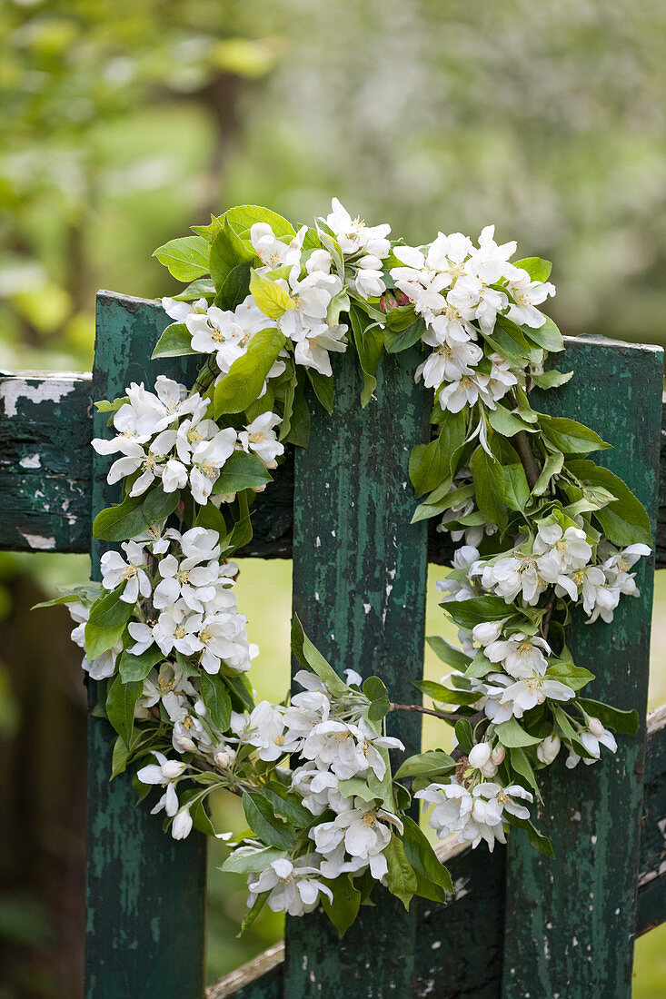 Wreath of fruit blossom on weathered green garden gate