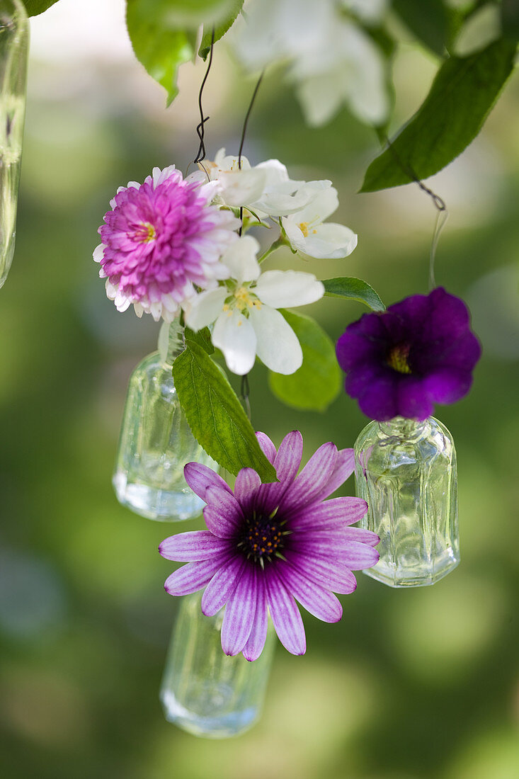 Purple flowers in small glass bottles hung in flowering fruit tree