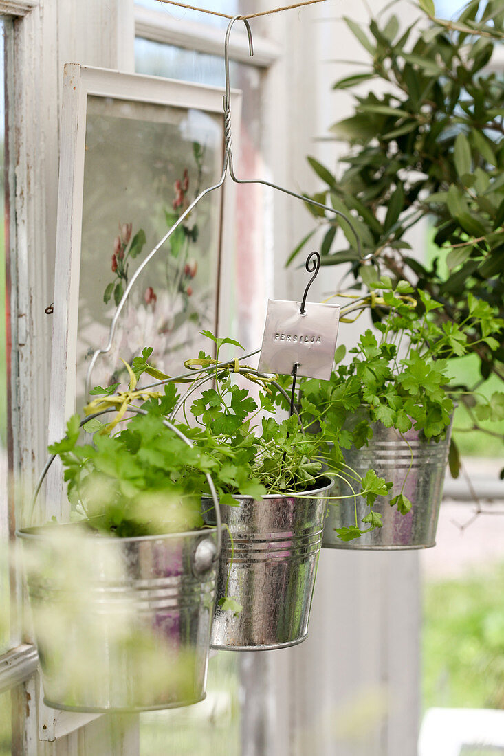 Parsley planted in handmade hanging baskets made from wire coat hanger and metal buckets