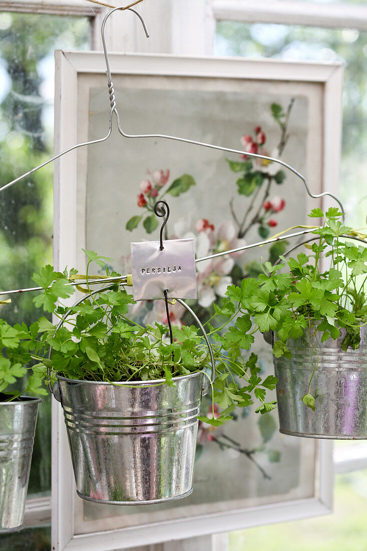 Parsley plants in hanging basket made from wire coat hanger and metal buckets