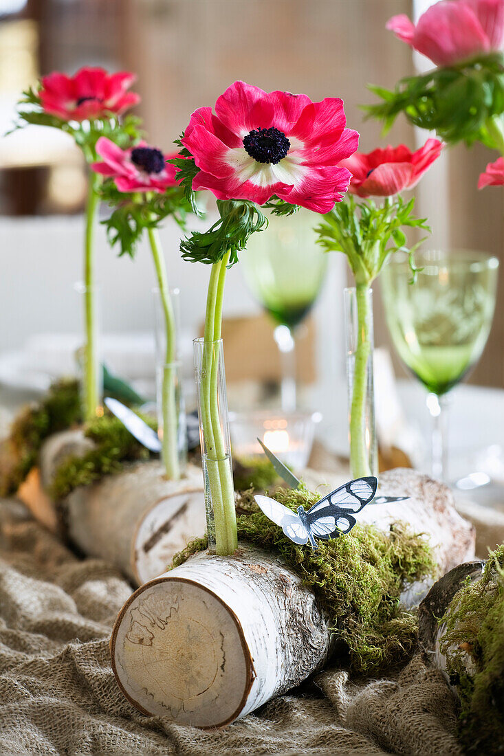 Blühende Birke - Anemone mit Reagenzglas im Birkenast