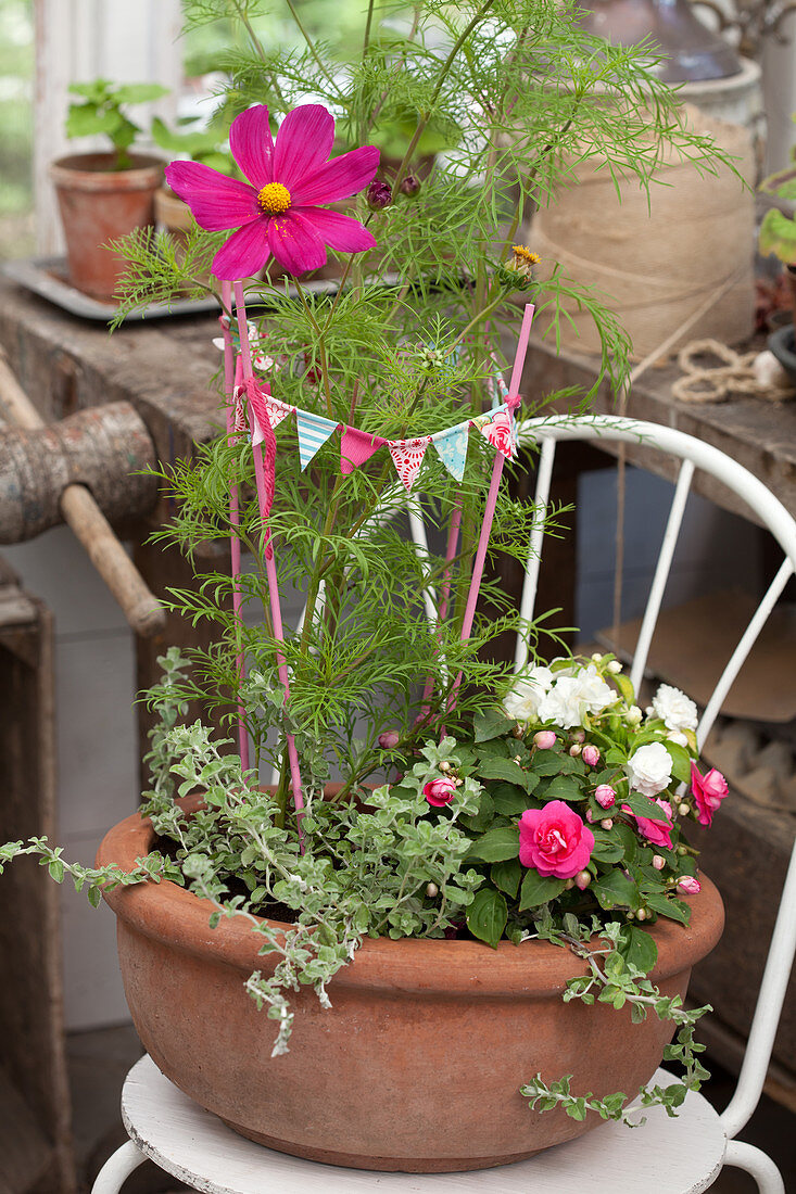 Cosmea, busy Lizzies and miniature bunting arranged in terracotta bowl