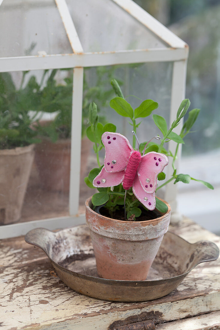 Pea seedling in terracotta pot with handmade pink butterfly decoration