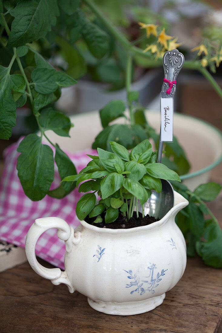 Basil planted in milk jug with plant label made from old spoon