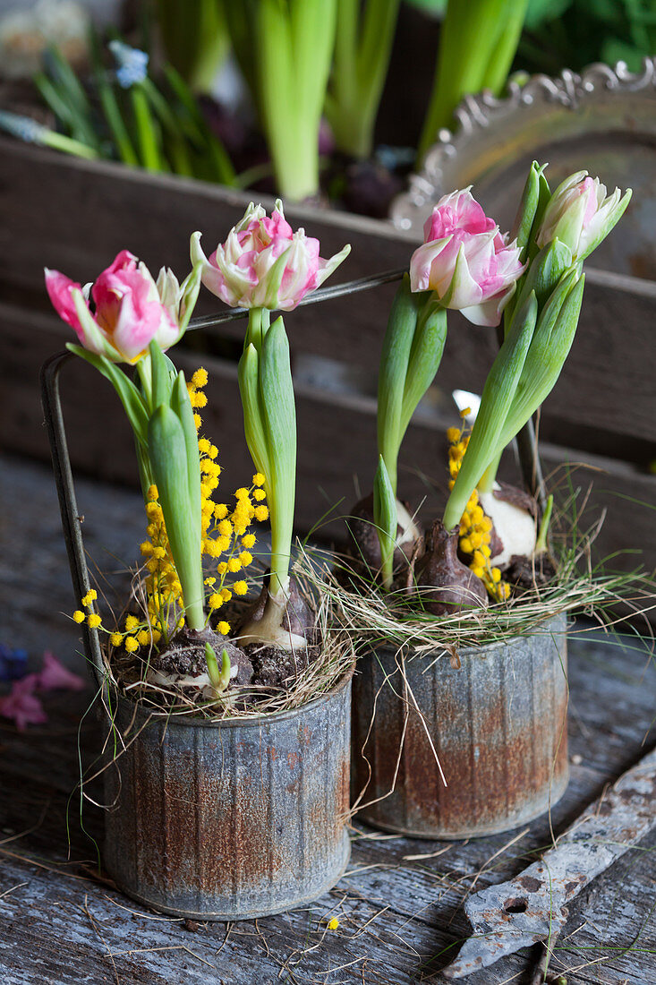 Tulips and mimose flowers in rusty bottle carrier